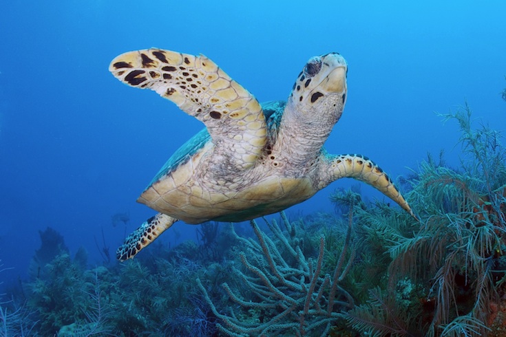 sea turtle swimming
