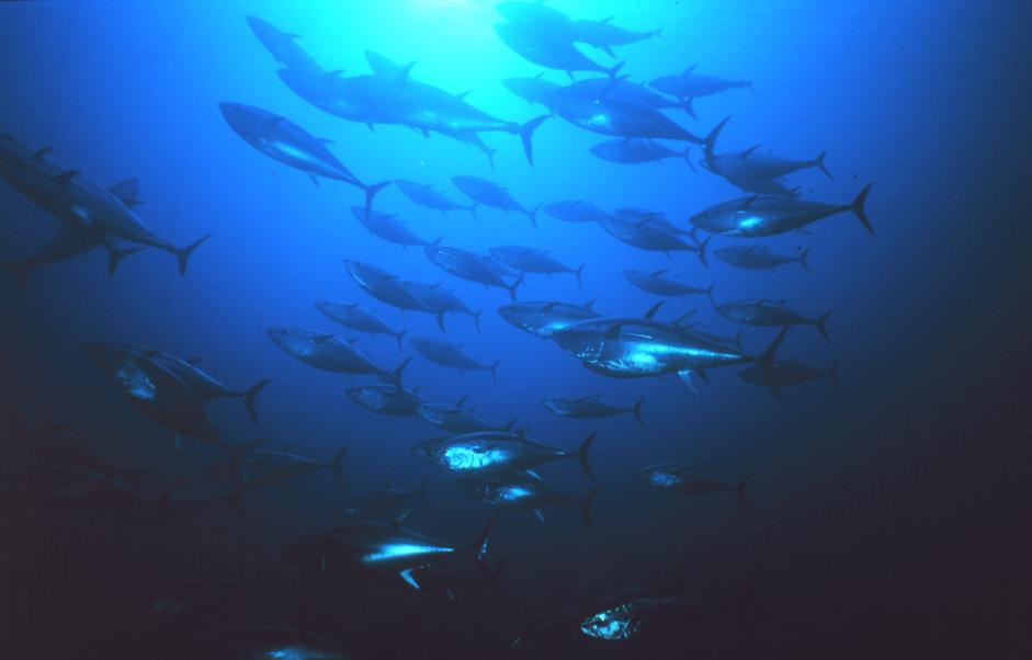 bluefin-tuna-NOAA-Fisheries