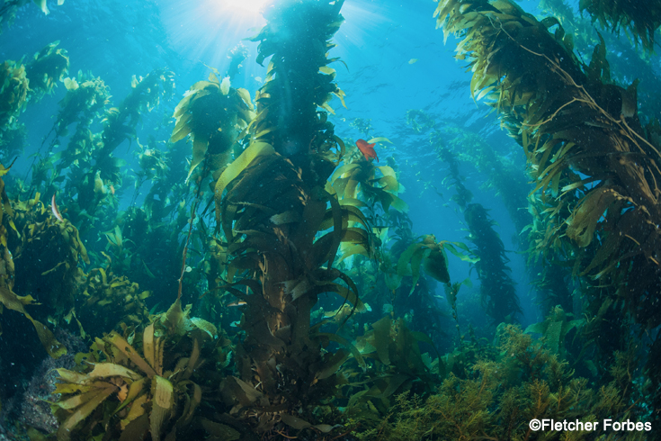 A kelp forest in the ocean