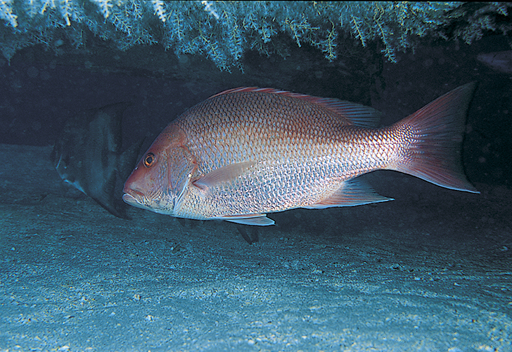 redSnapper_freeToUse_Copyright-2008-Ned-Deloach-Marine-Life-Images.com_.jpg