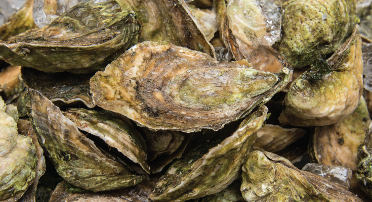 oysters