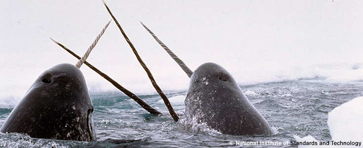 NarwhalsForBlog.jpg