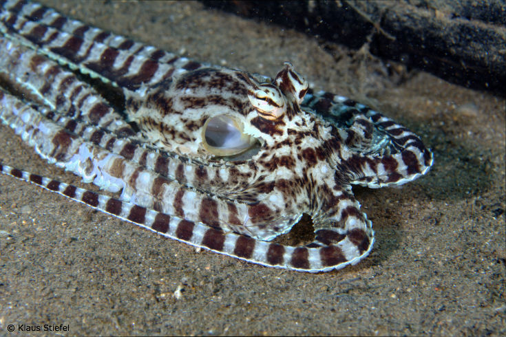 mimic octopus as flatfish