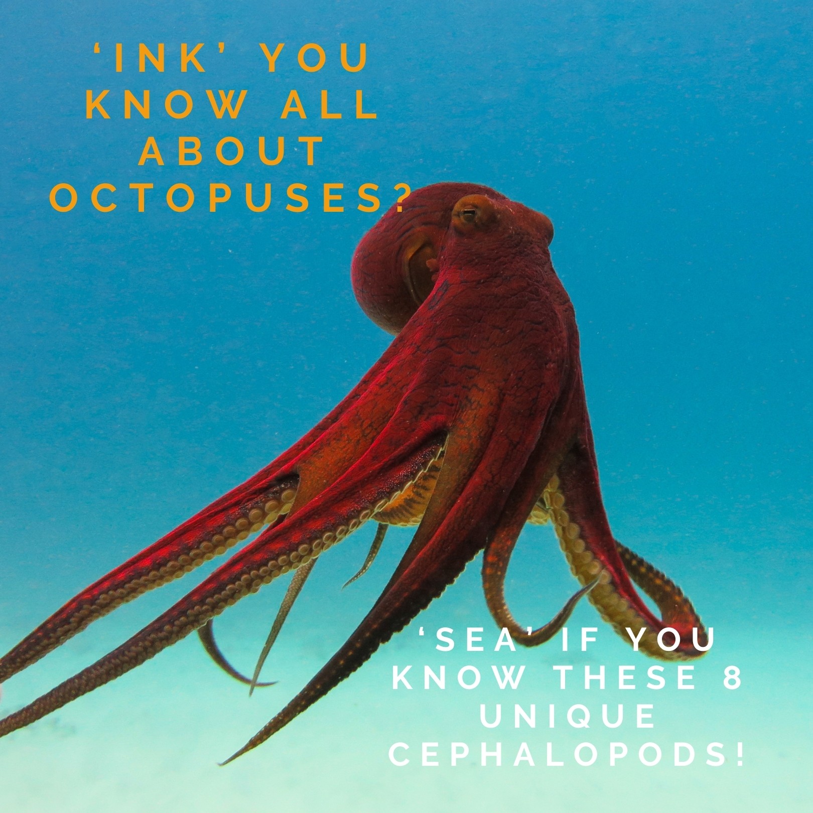 Octopus Species