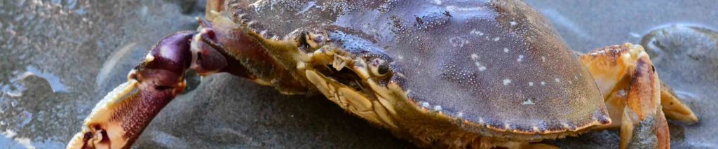 Dungeness Crab