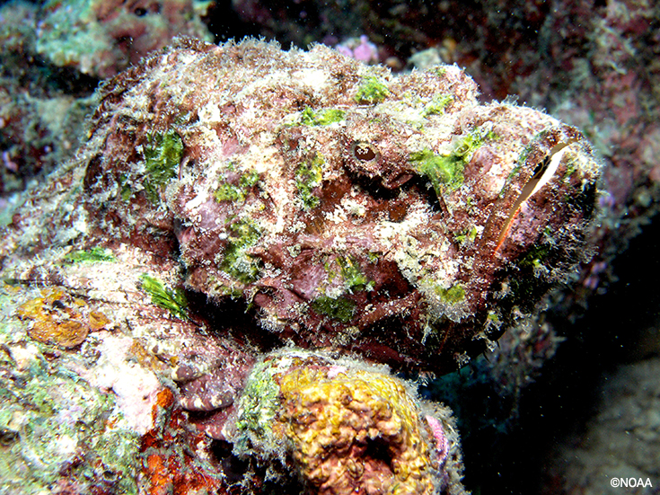 Stonefish Underwater Prankster