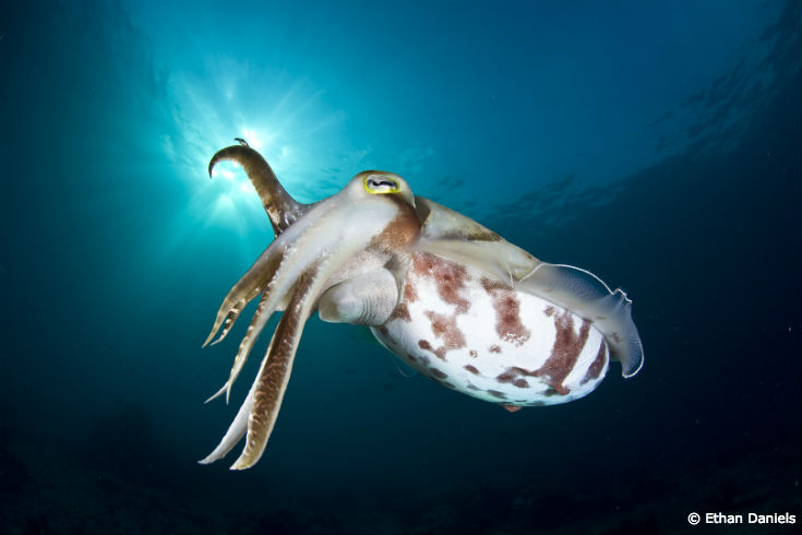 A white cuttlefish with brown stripes.