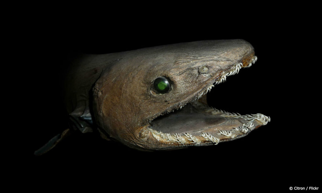 Scary Fish
