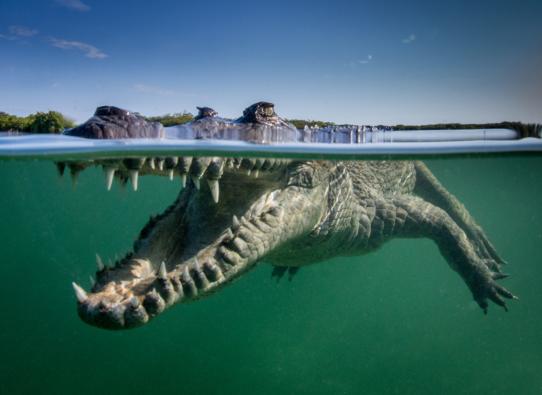 Cuban Croc