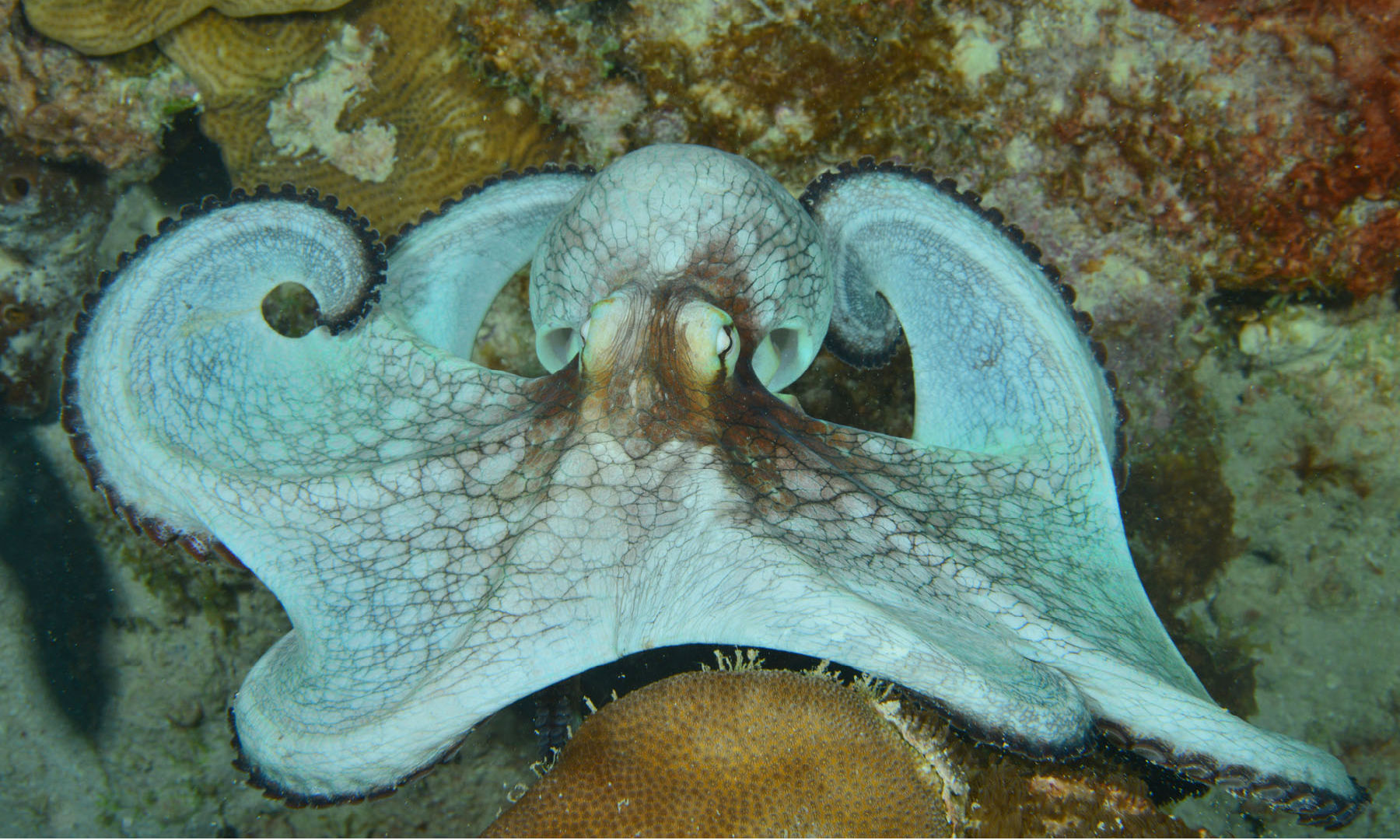 Octopus unfolding_blog