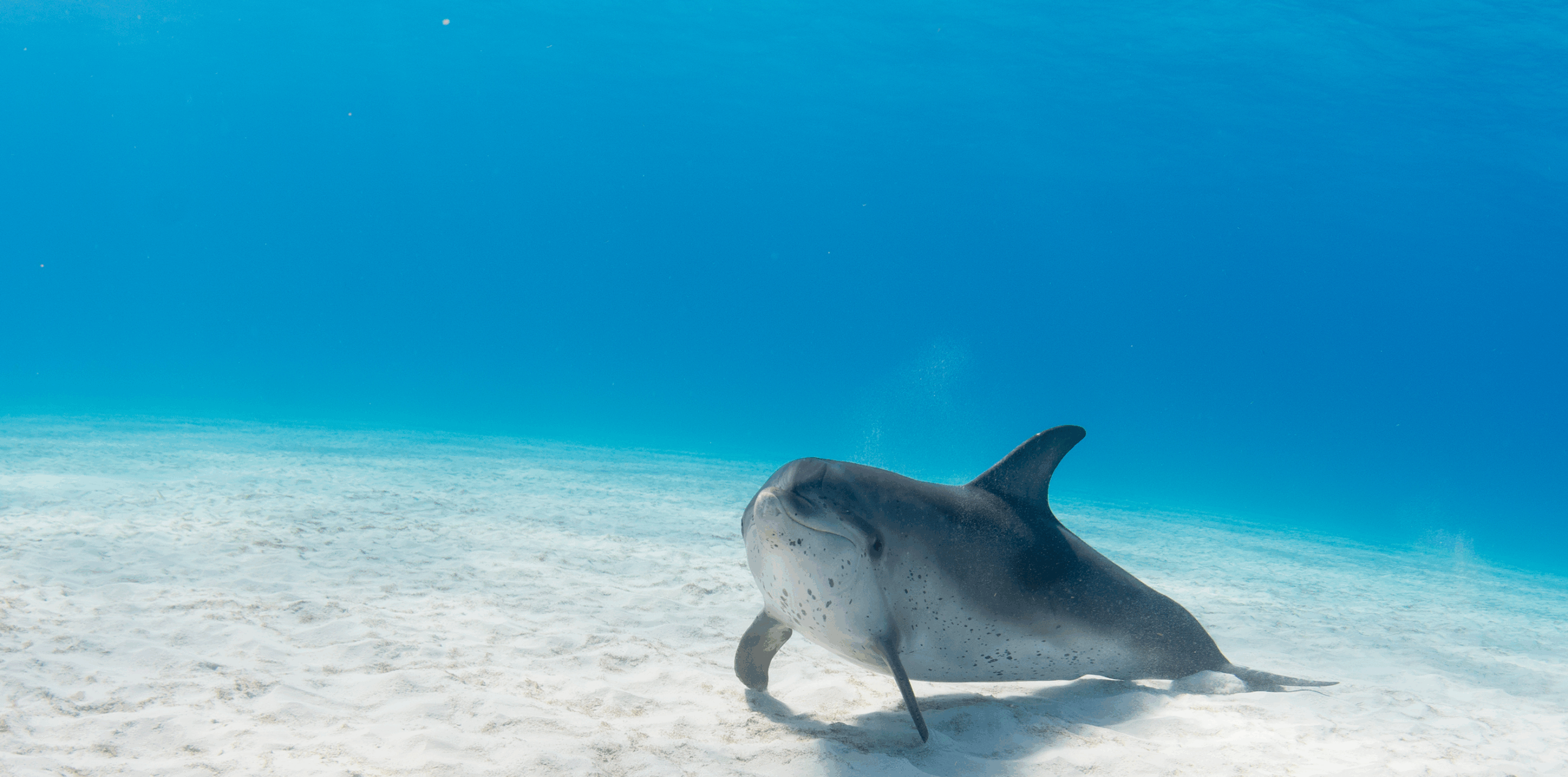 Dolphin