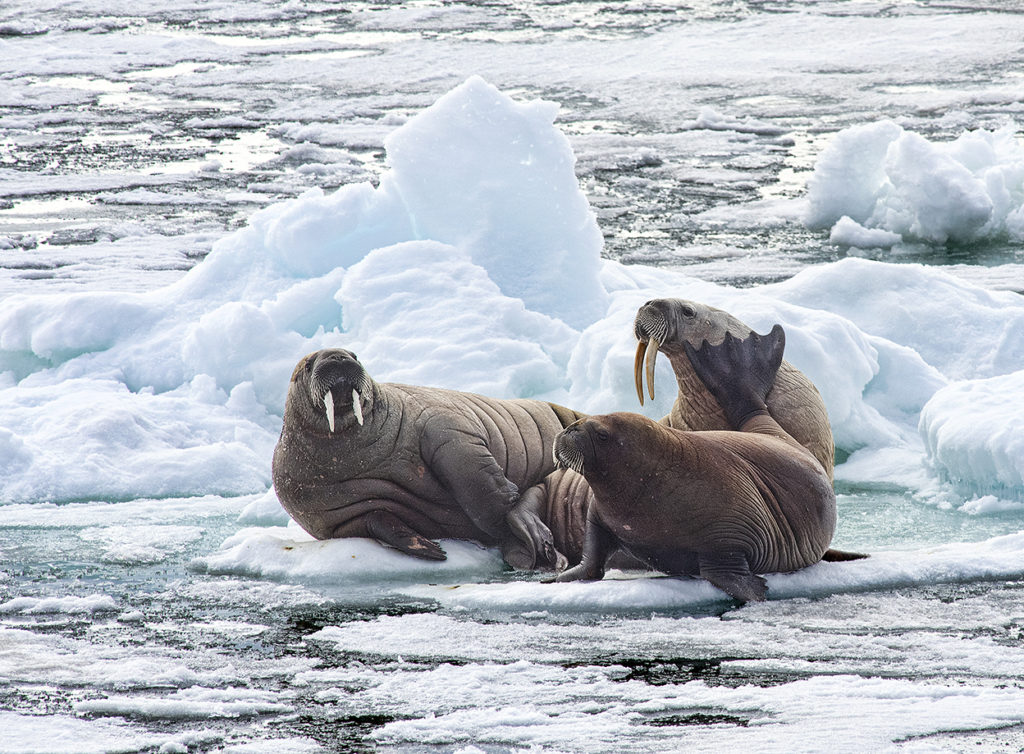 Walrus sitting on ice