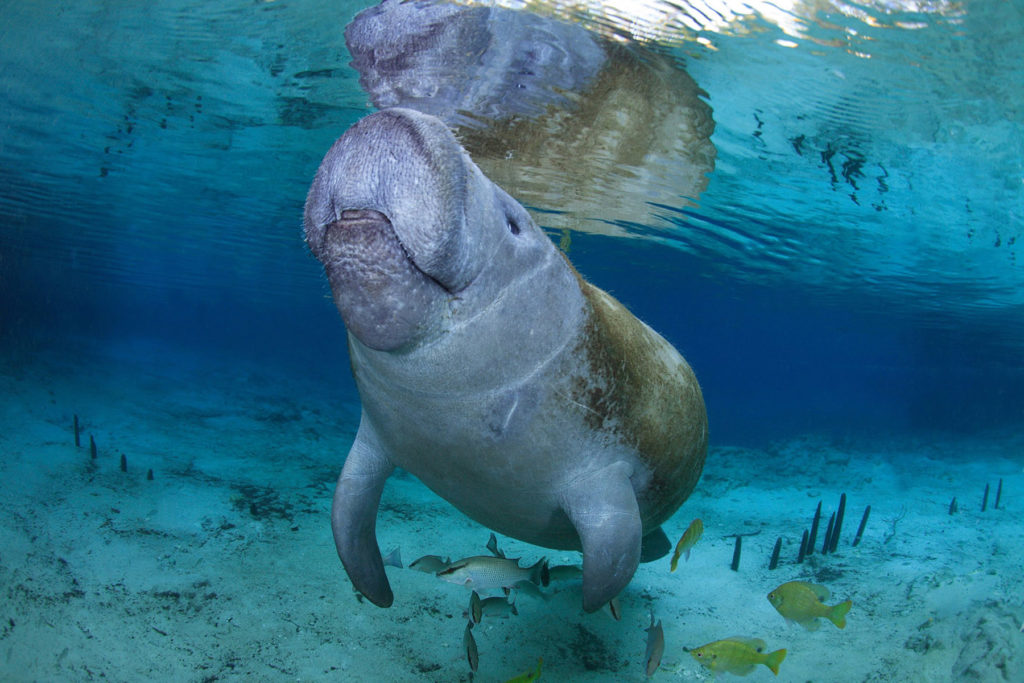 Underwater photograph of a beautiful manatee swimming up to the surface in clear turquoise waters