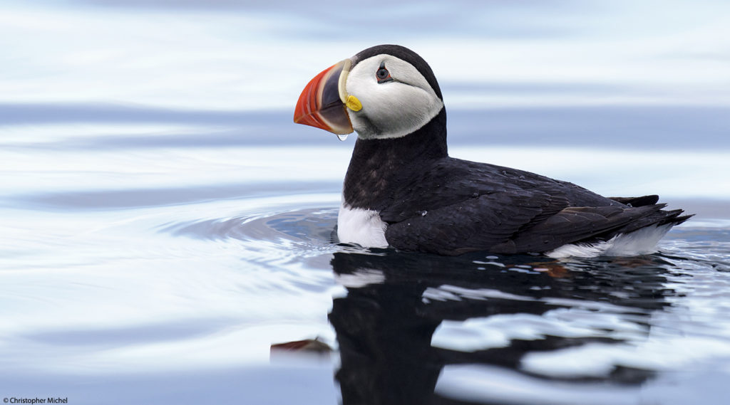 Puffin