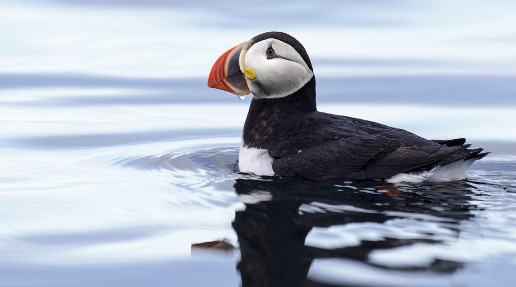 Puffin