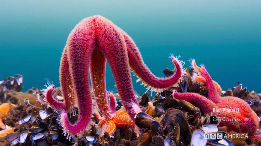 Pink Starfish