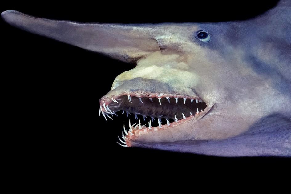 Goblin Shark - Nat Geo Kids
