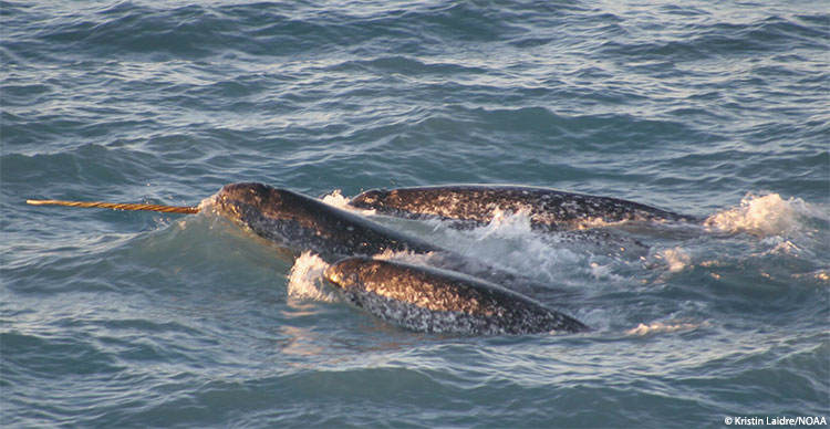 Narwhals