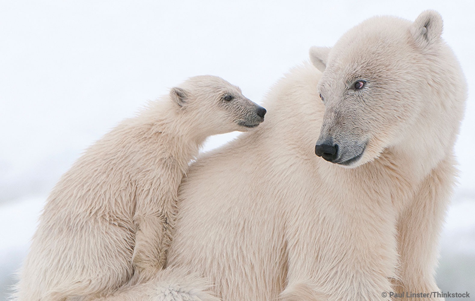 DonFormHeaderPolarBears