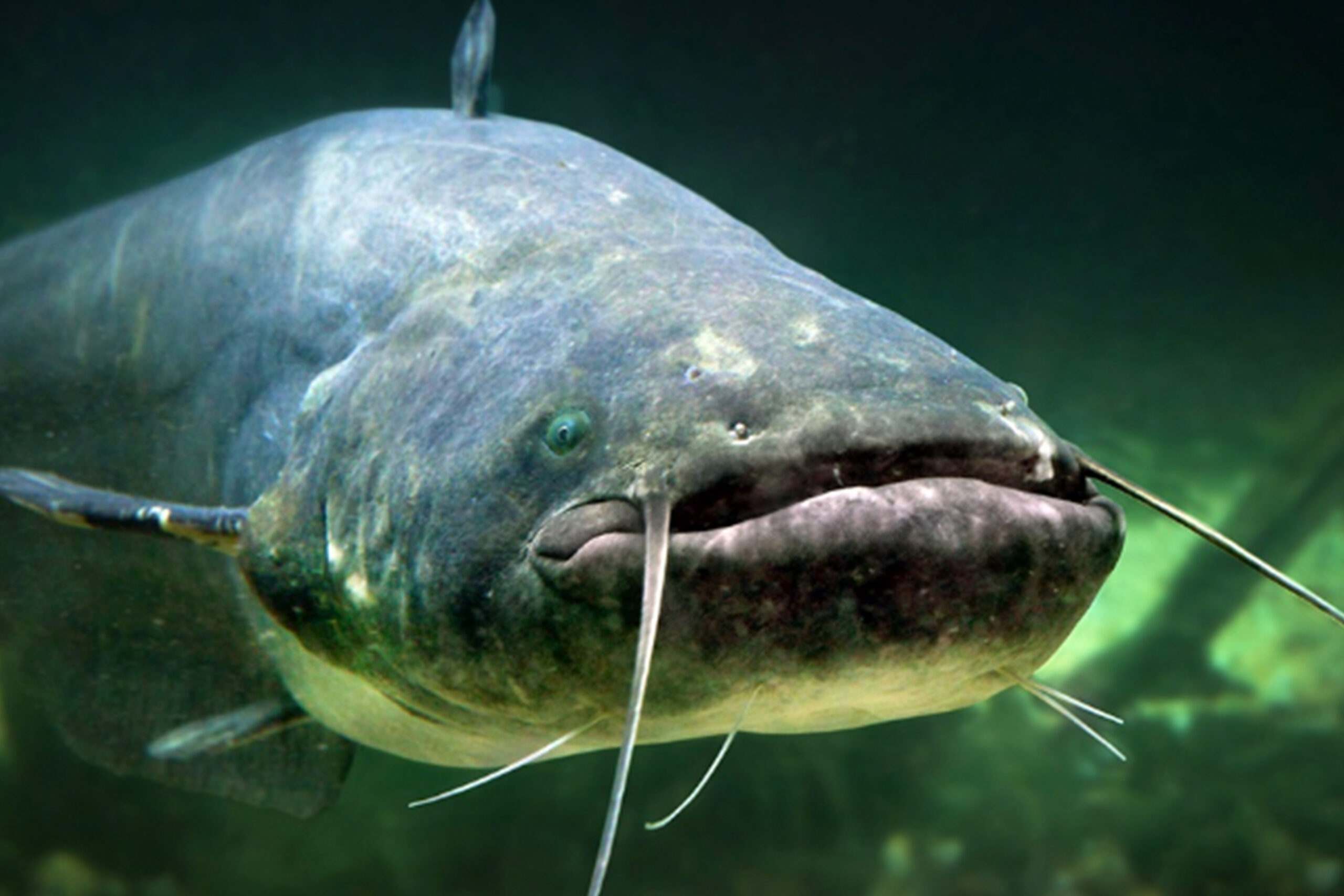 Catfish - Catfish League