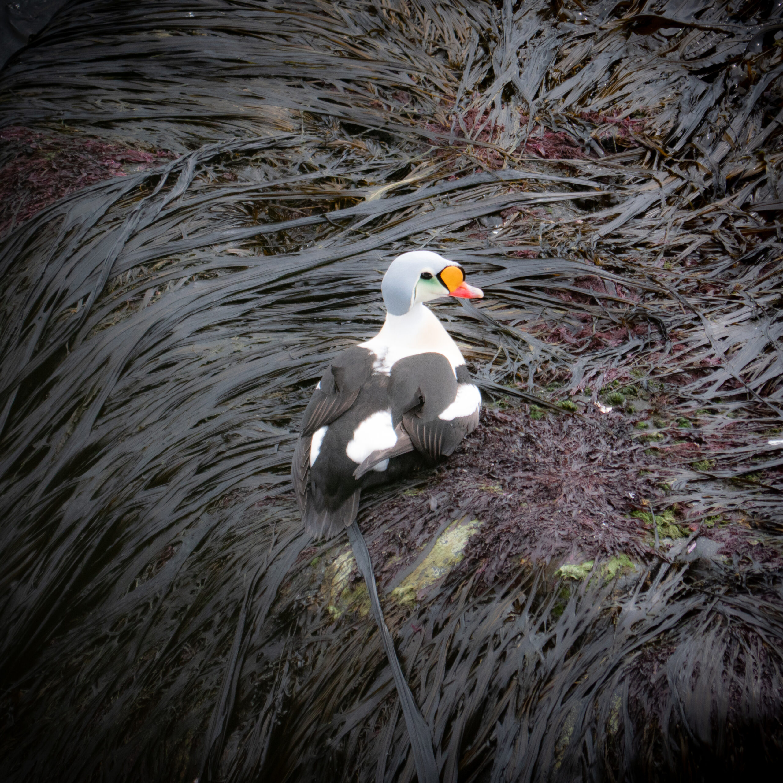 Eider Duck