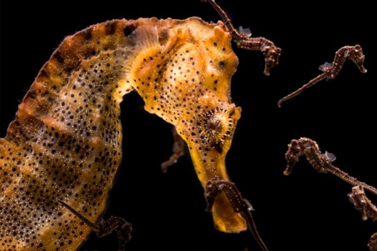 Father Seahorse - Allwetterzoo Münster