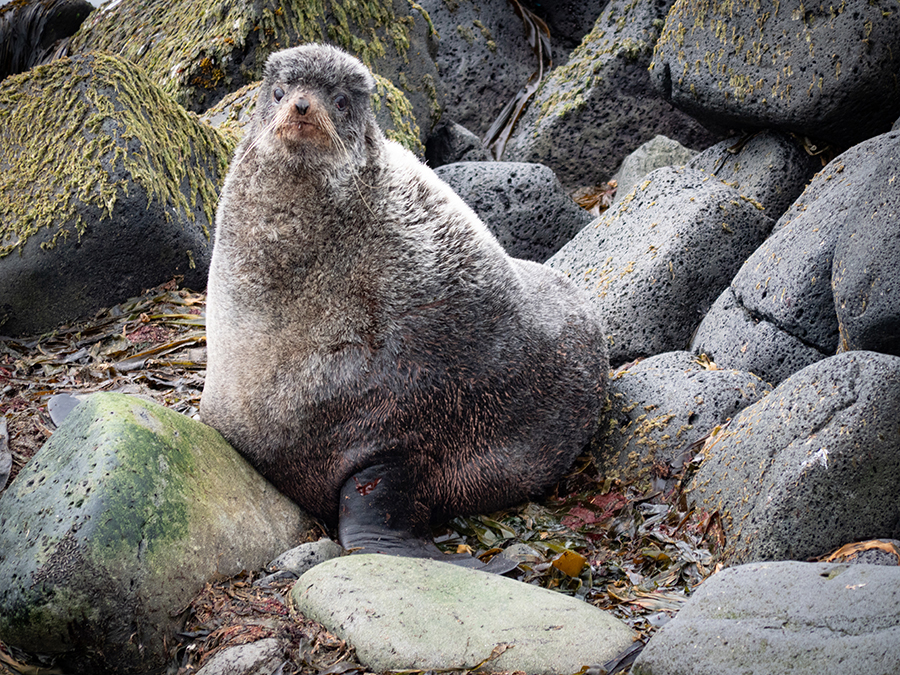 Fur Seal Gaze