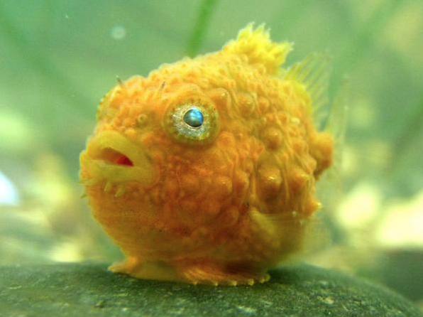 Lumpsucker - E. Pringle:D. Young