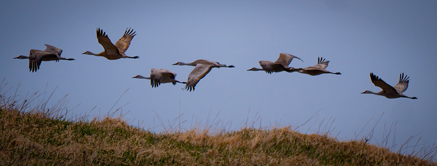 Sandhill Crane