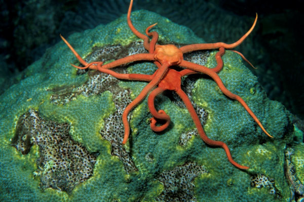 Red Brittle Star