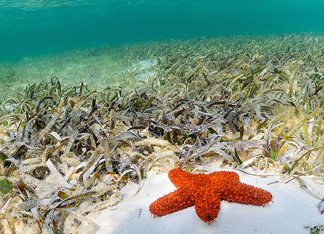 Starfish