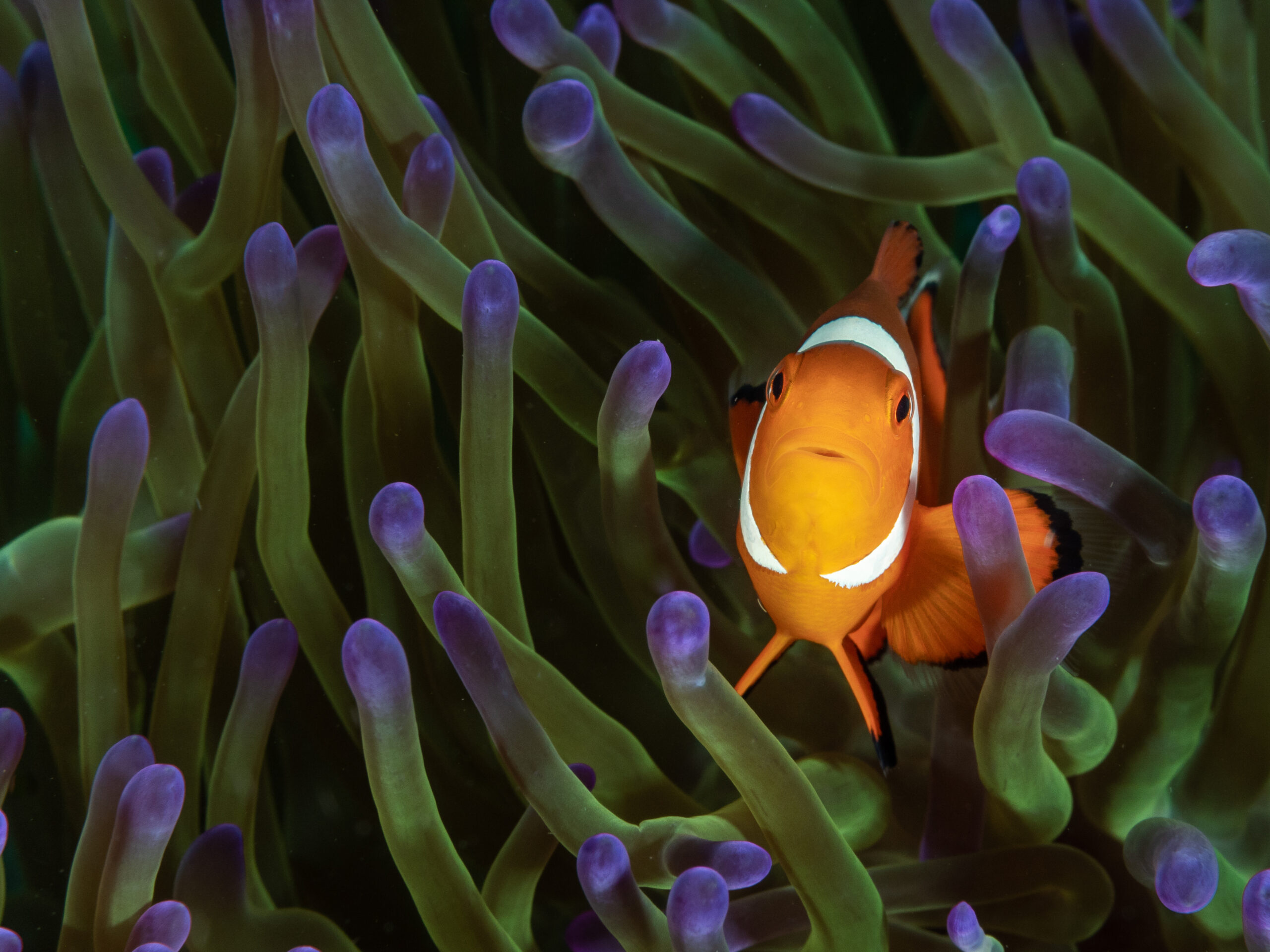 20180413_anemonefish_1077417
