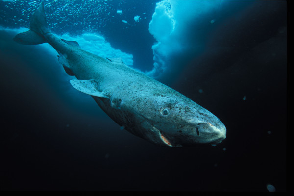 Greenland shark, Northwest Territories, Canada