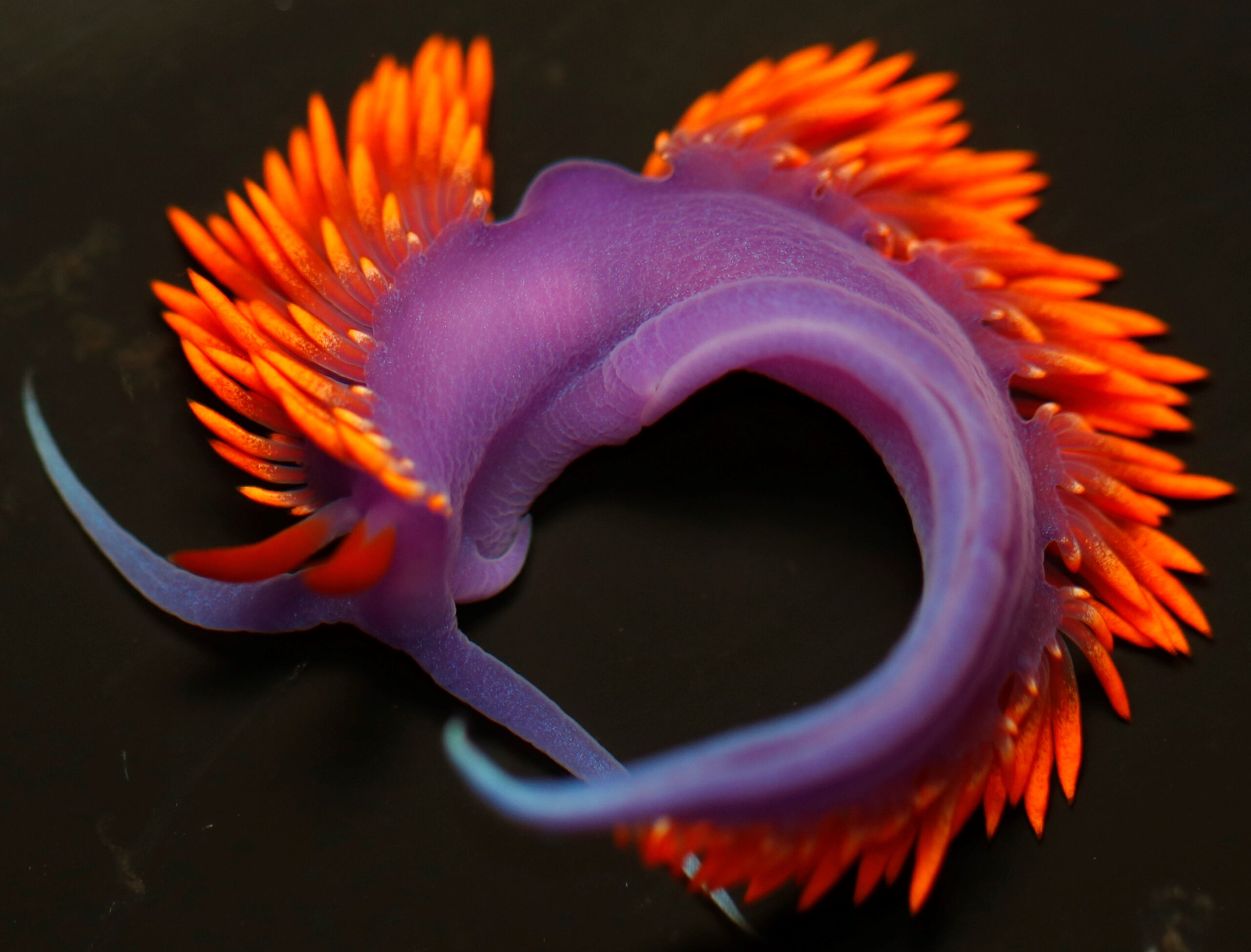 Spanish_Shawl_Nudibranch_Nesbit