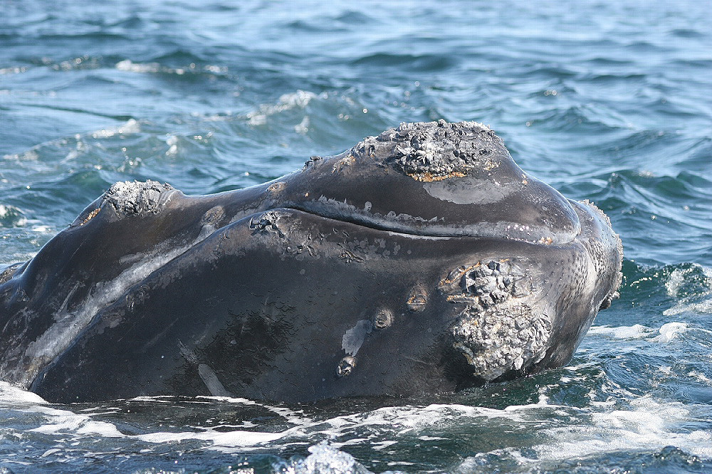 rightwhale16_fullsize