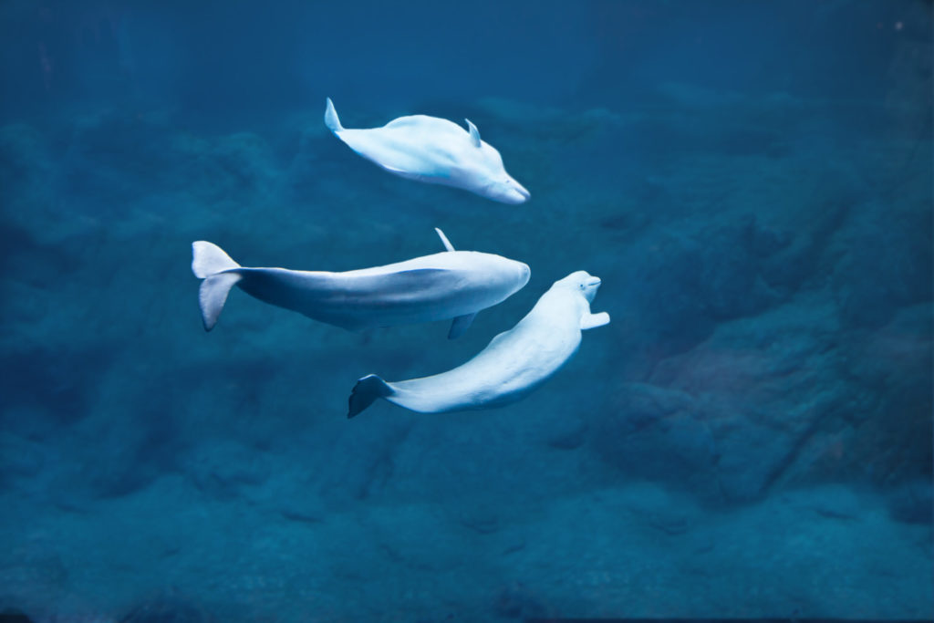 Three beluga whales diving in deep dark water