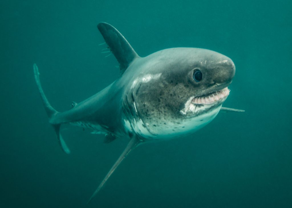 salmon shark swimming