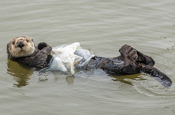 DouglasCroft-seaotter