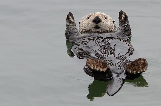 Monterey Bay Aquarium