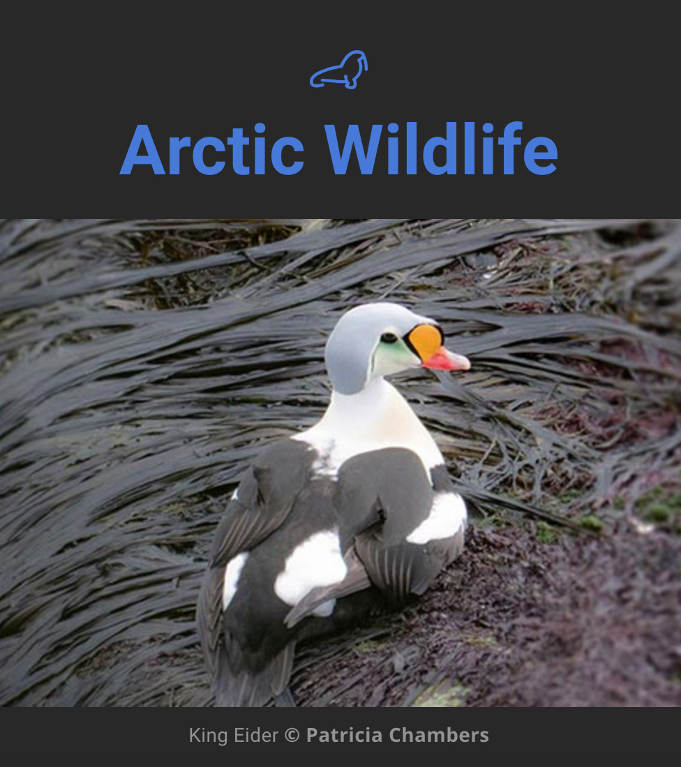 King Eider