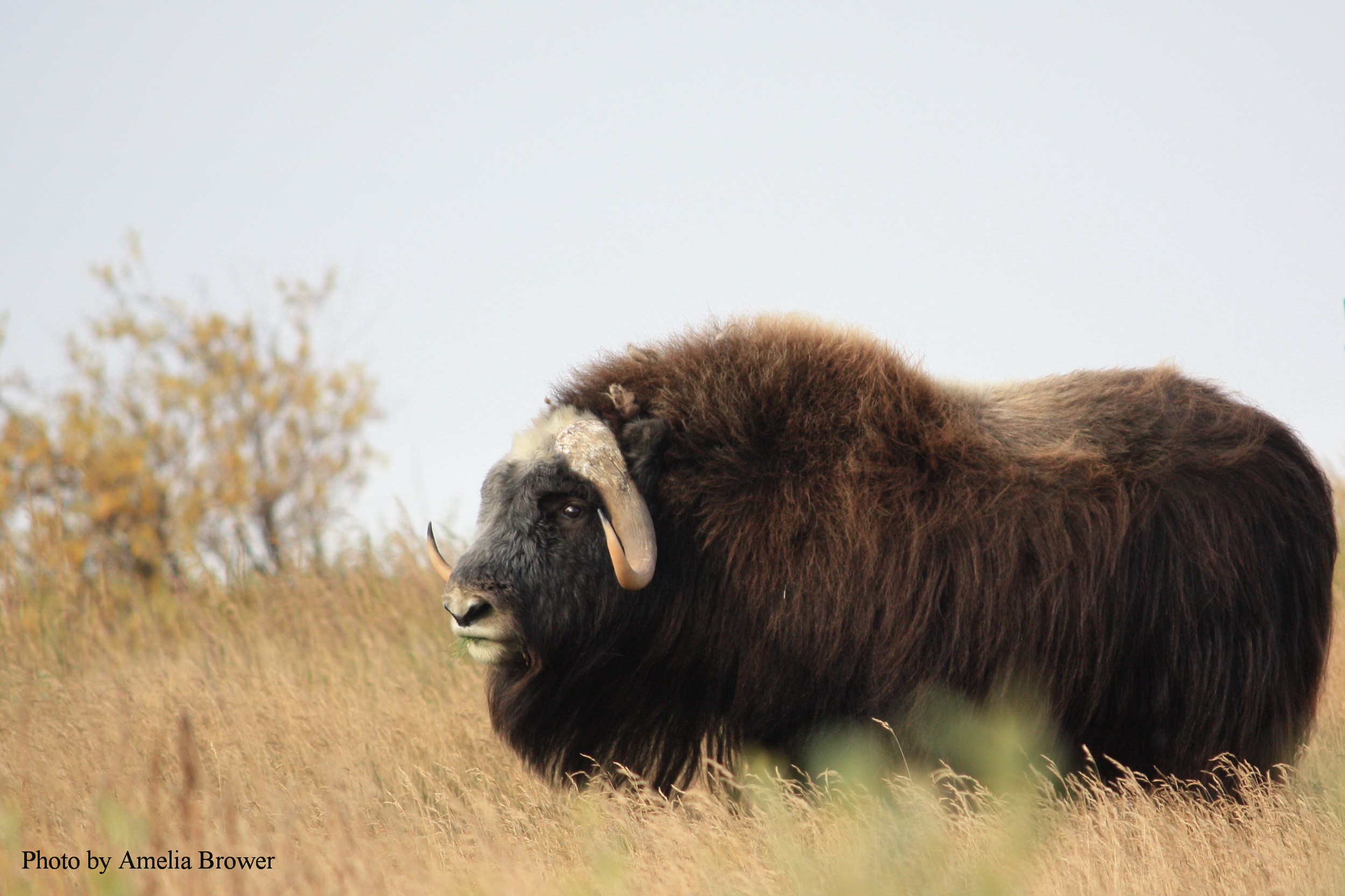 Muskox