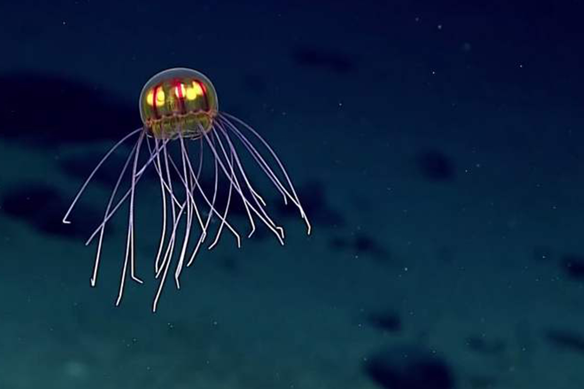 Crossota Jellyfish-NOAA