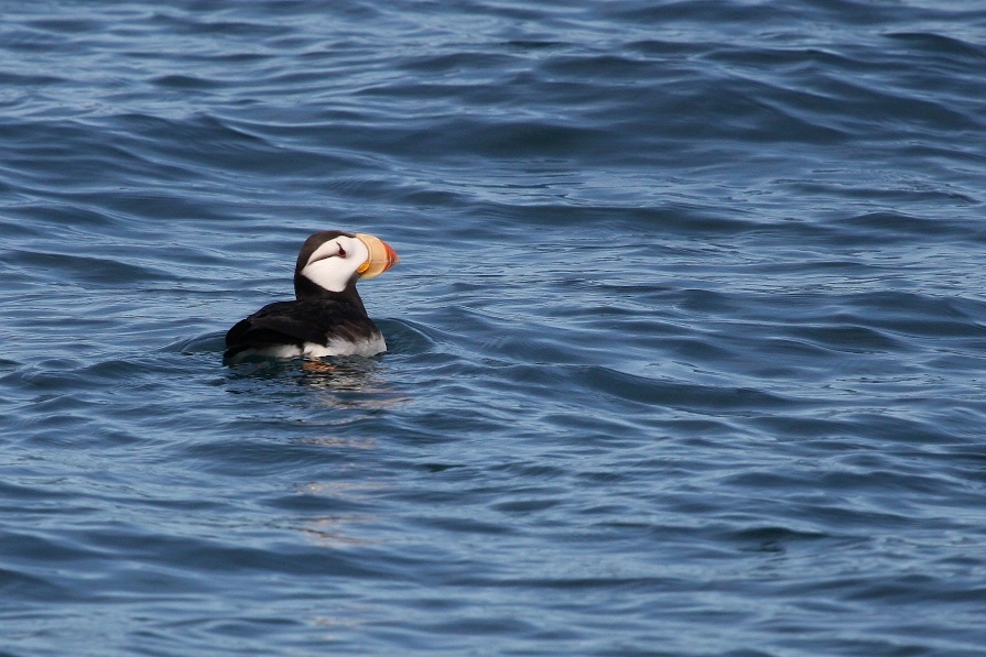 Horned puffin