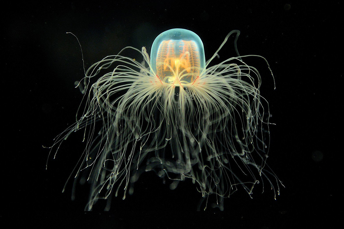 Immortal Jellyfish