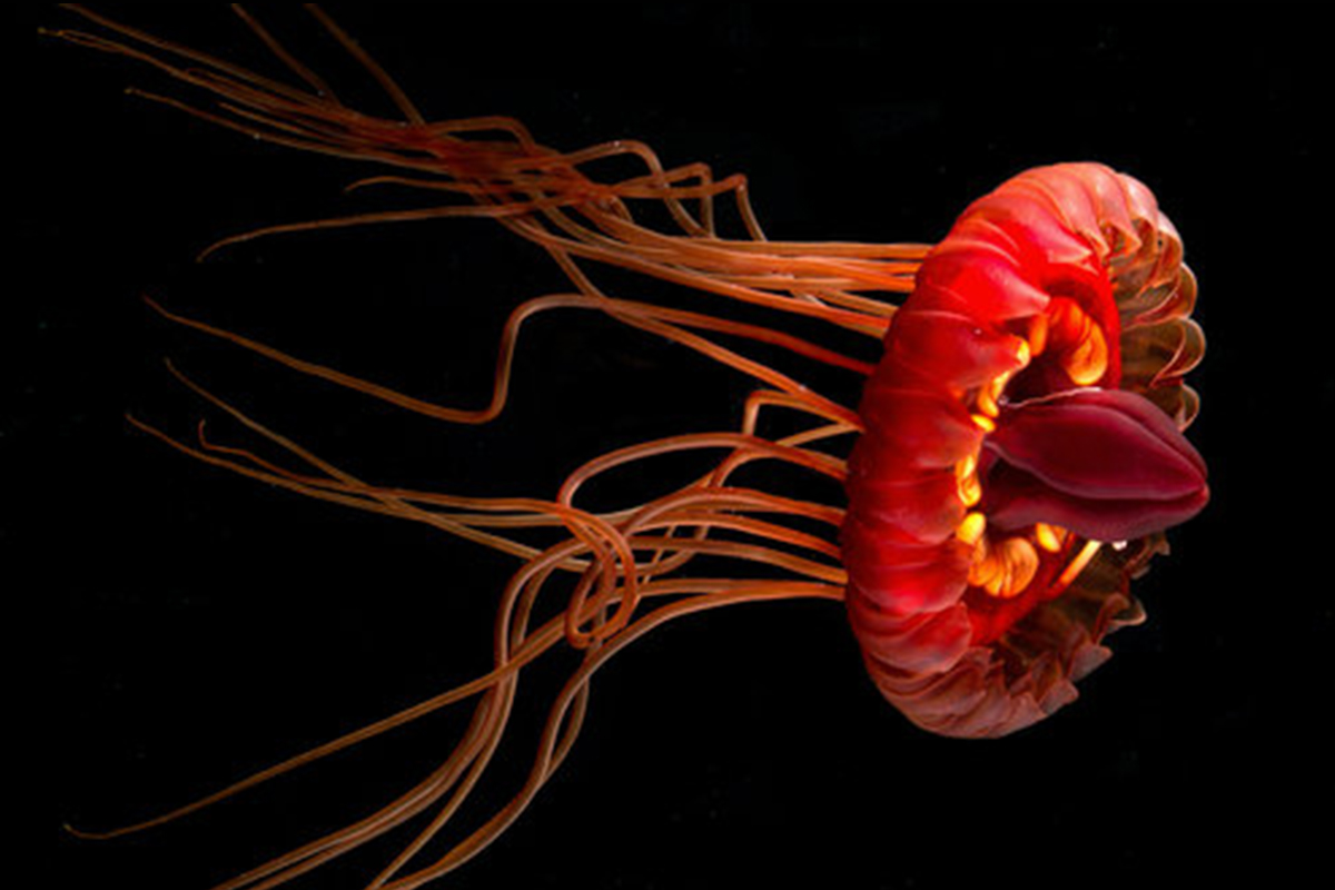 A brilliant red jellyfish with long, stringy tentacles against a black background.