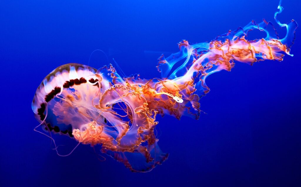 orange jellyfish with blue ocean