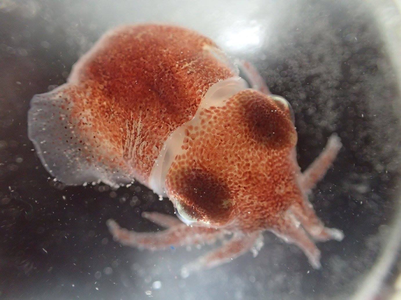 Bobtail Squids