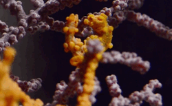 KQED SCIENCE