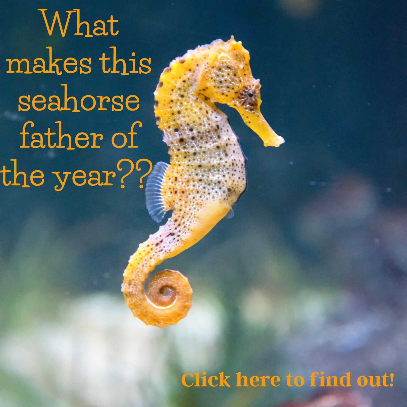 Seahorse