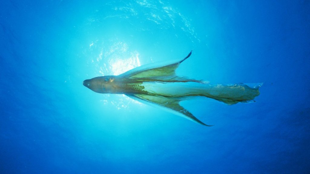 blanket octopus